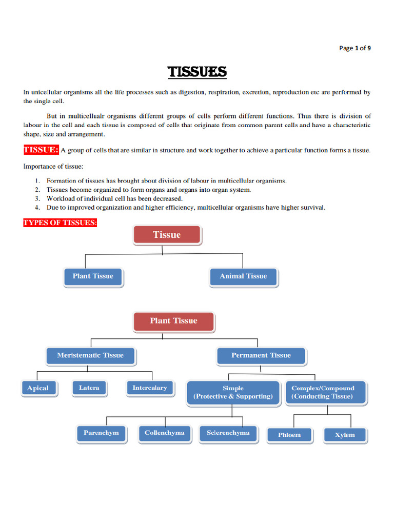Plant and Animal Tissues | PDF