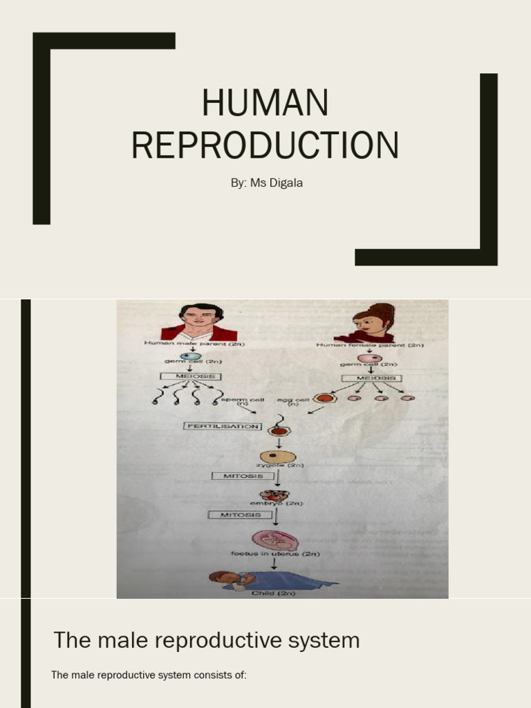 Human Reproduction | PDF