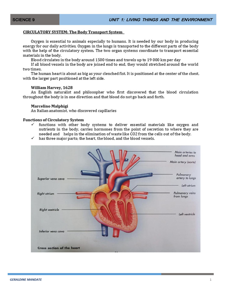 Overview of the Human Circulatory System | PDF | Heart | Heart Valve