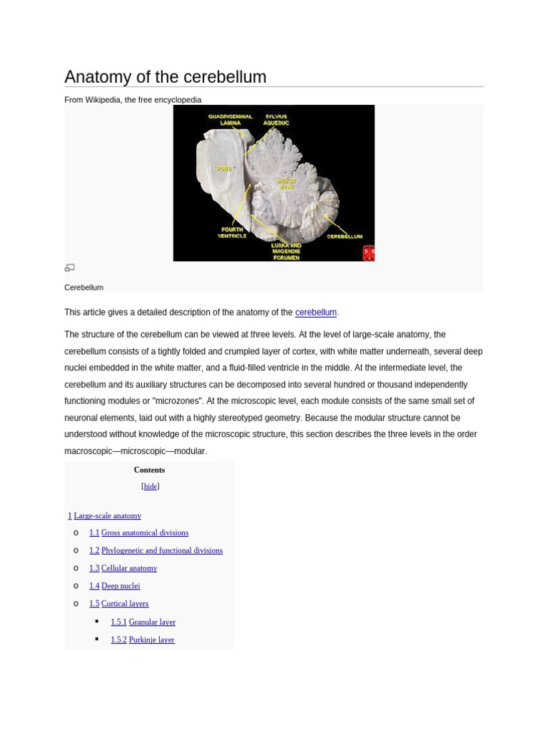 Anatomy of The Cerebellum | PDF