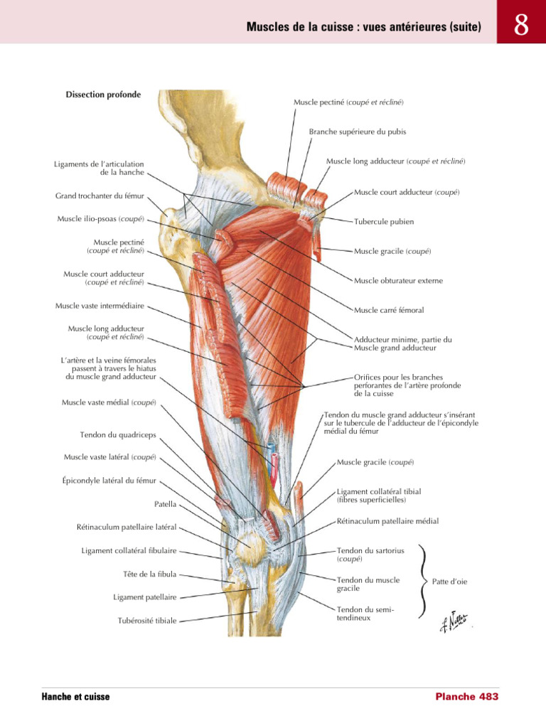 Muscles De La Cuisse Vues Ant rieures suite PDF