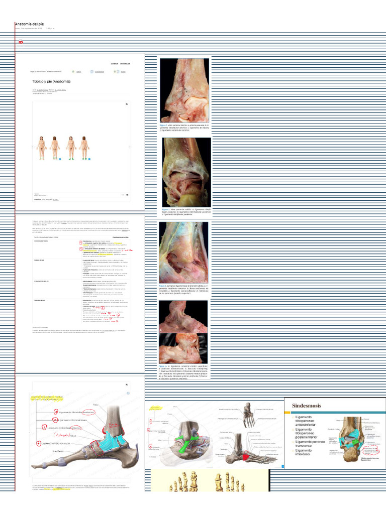 Anatomia del pie | PDF