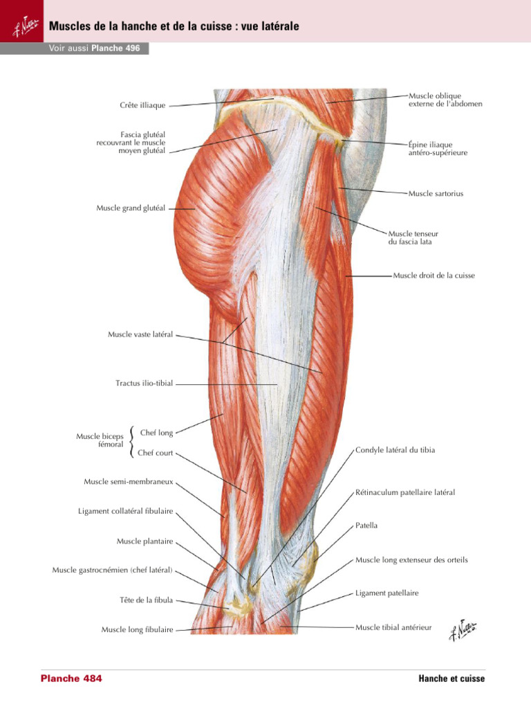 Muscles de La Hanche Et de La Cuisse Vue Latérale | PDF
