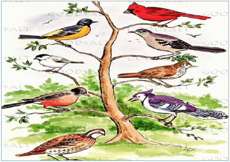 Birds 23 | PDF