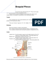 Braquial Plexus