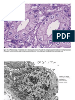 Histology of Colecting Tubule and Duct