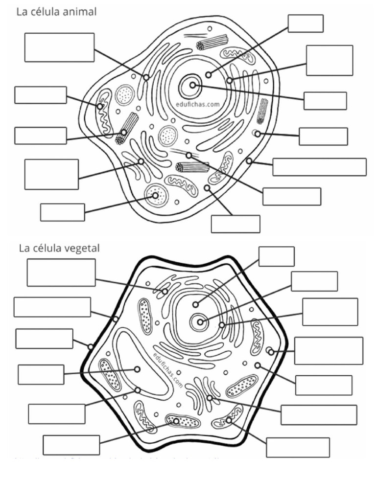 celulas-pdf