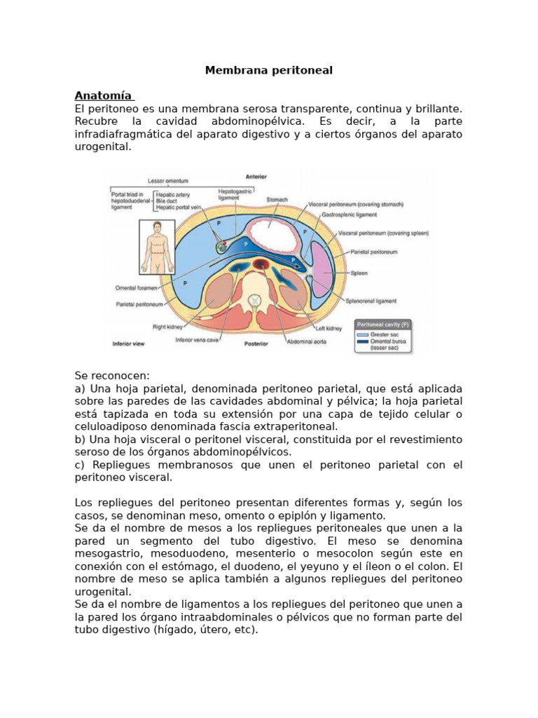 Membrana Peritoneal | PDF