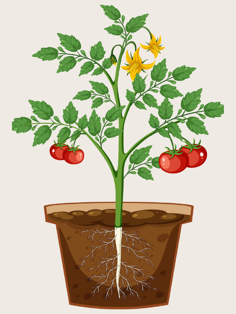 Bagian-Bagian Tumbuhan Lembar Kerja Coklat Hijau Ilustrasi | PDF