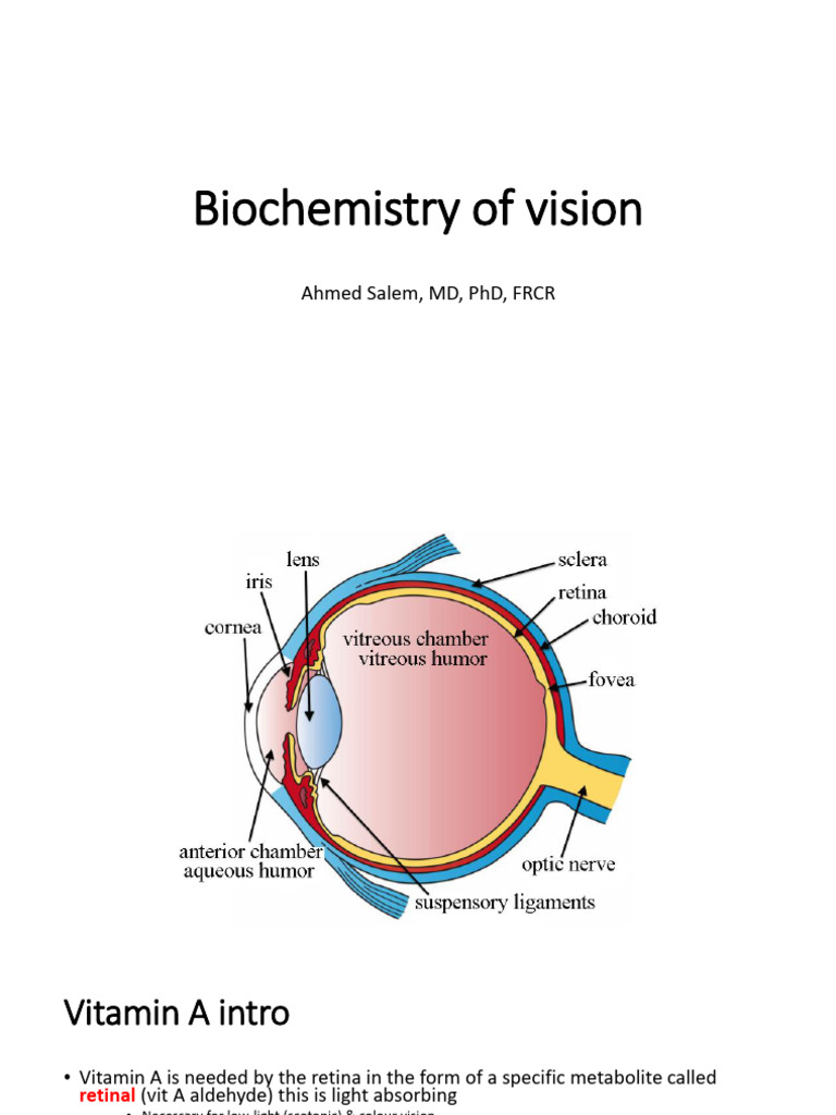 Biochemistry of Vision 1 | PDF