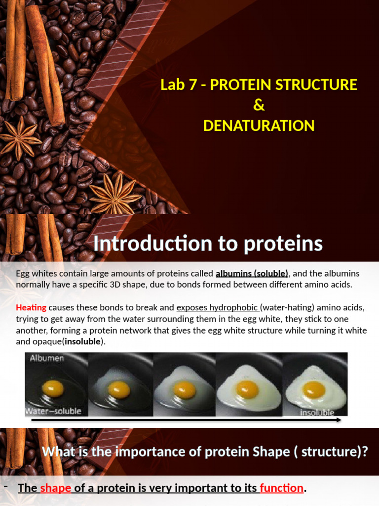 Lab 7 - Protien Denaturation 2024 - Final | PDF