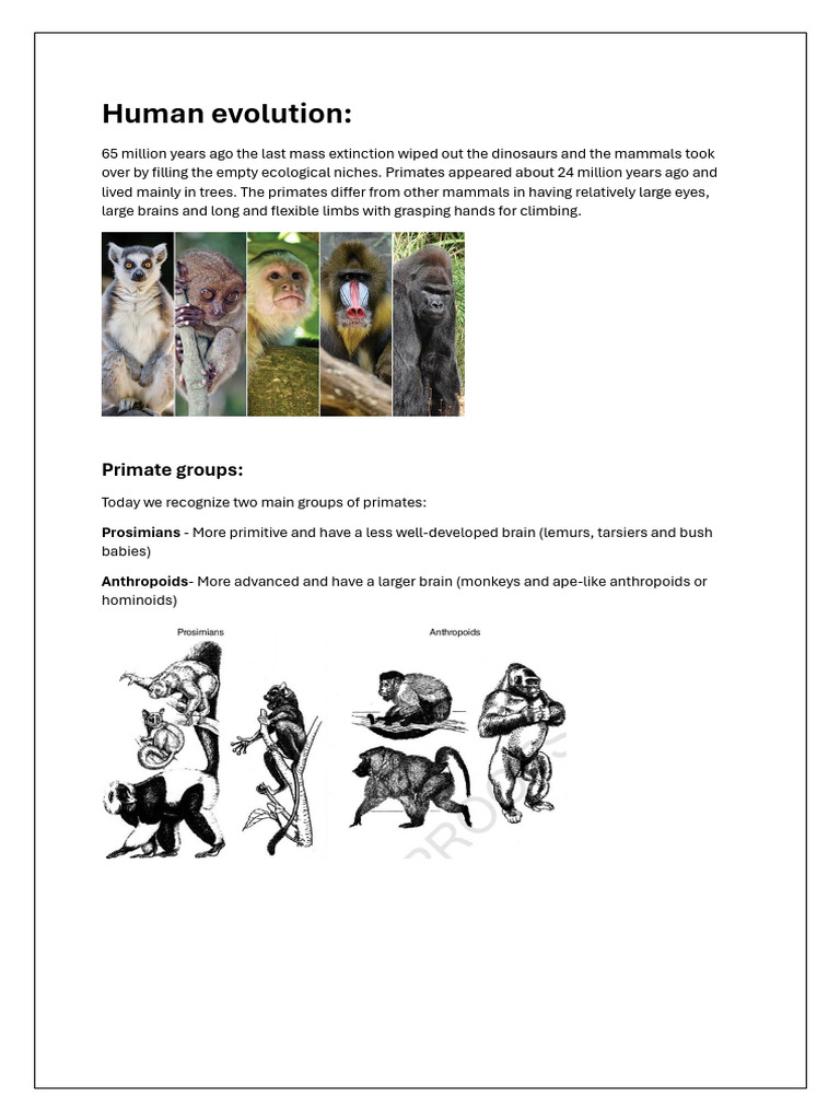 Human Evolution GR 12 | PDF