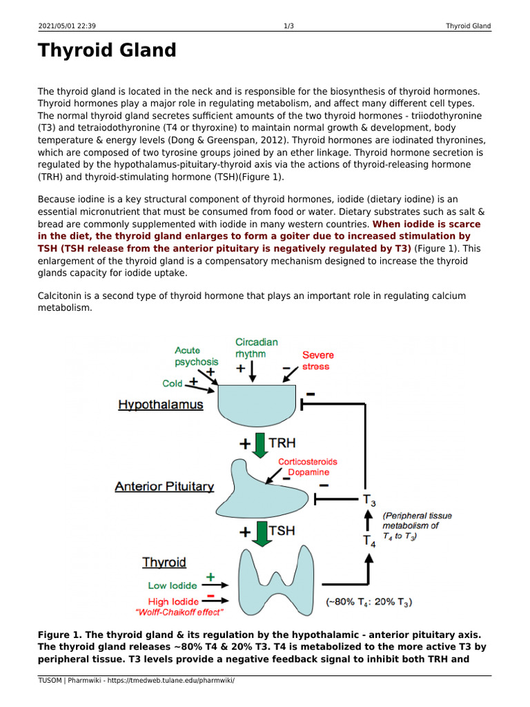 Thyroid Gland | PDF