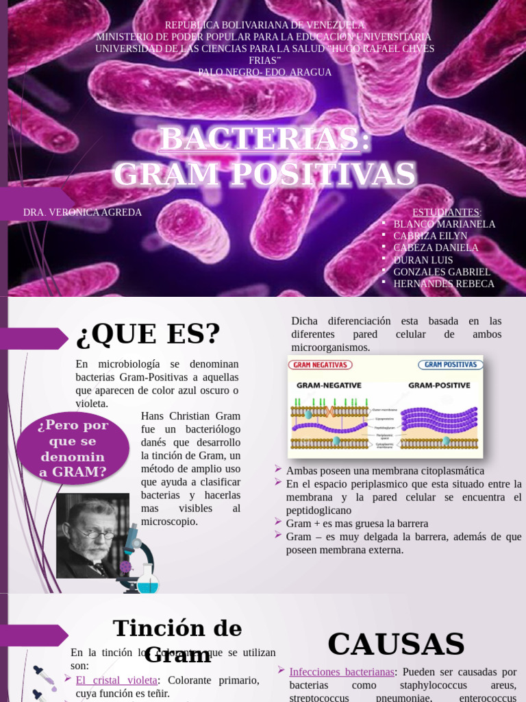 Bacterias Gram Positivas | PDF