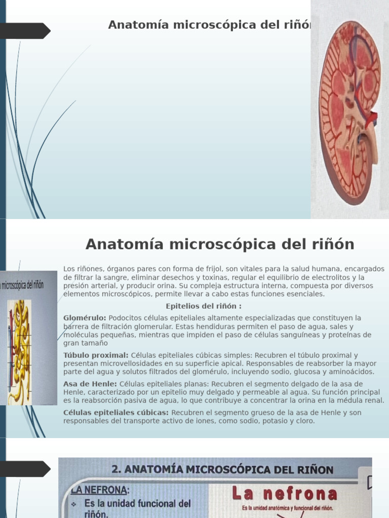 Anatomía microscópica del riñón | PDF
