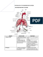 ANATOMY Respiratory Tract