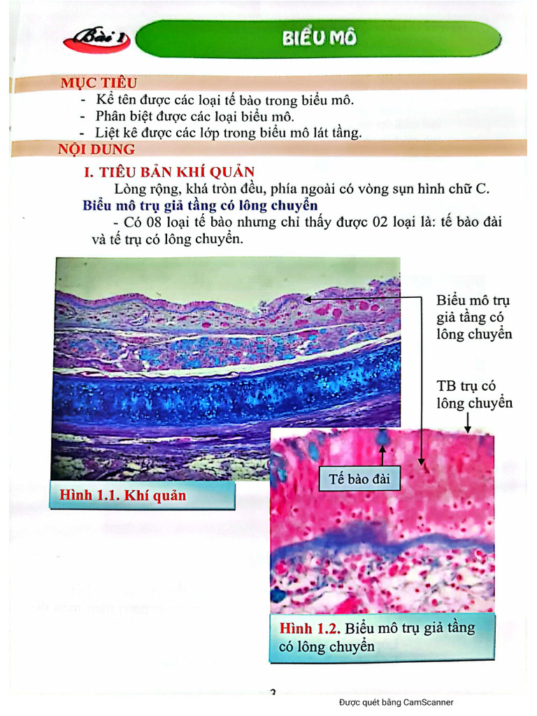 Atlas TH C-Hành-Mô-Phôi | PDF