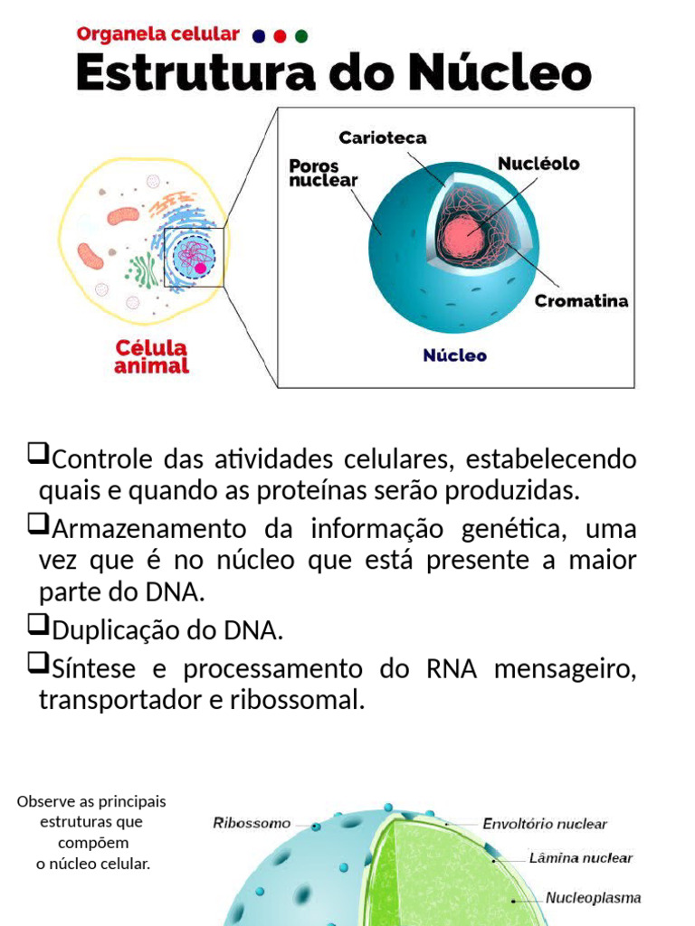 Estrutura e Função do Núcleo Celular | PDF | Núcleo celular | Célula ...