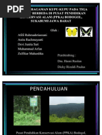 Download Keanekaragaman Kupu-Kupu Pada 3 Habitat Berbeda Di PPKA Bodogol by auroradanista SN76886370 doc pdf