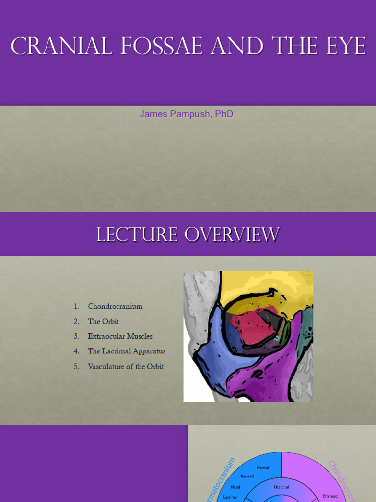 Cranial Fossae and Orbit | PDF