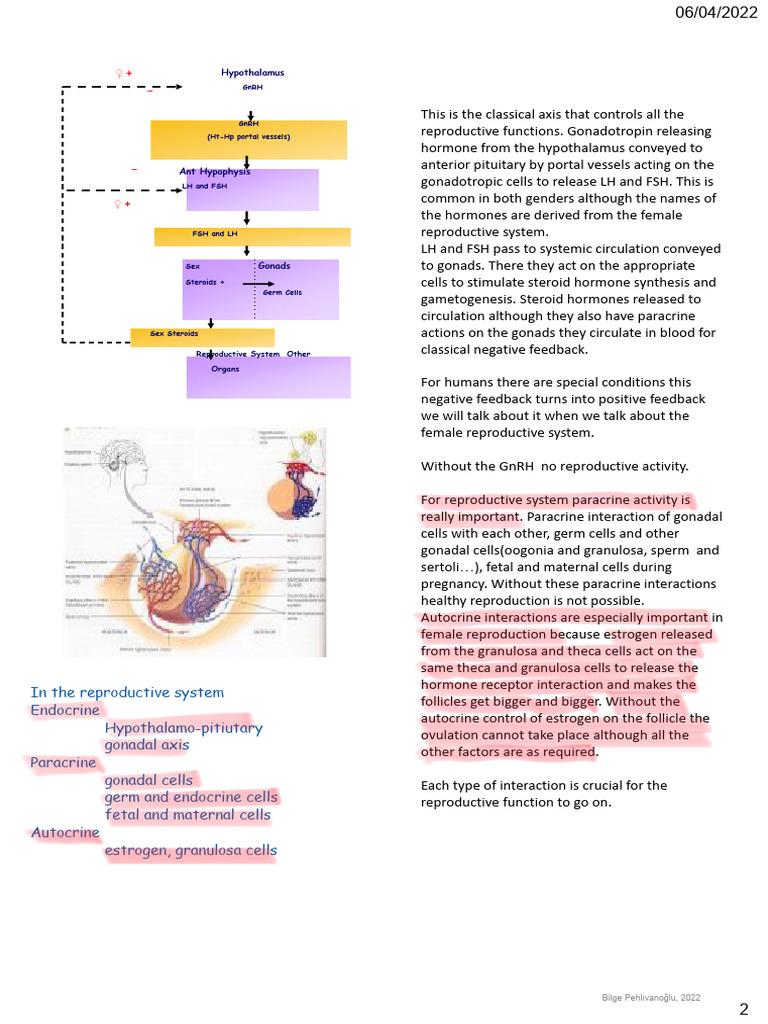 Hypothalamus | PDF
