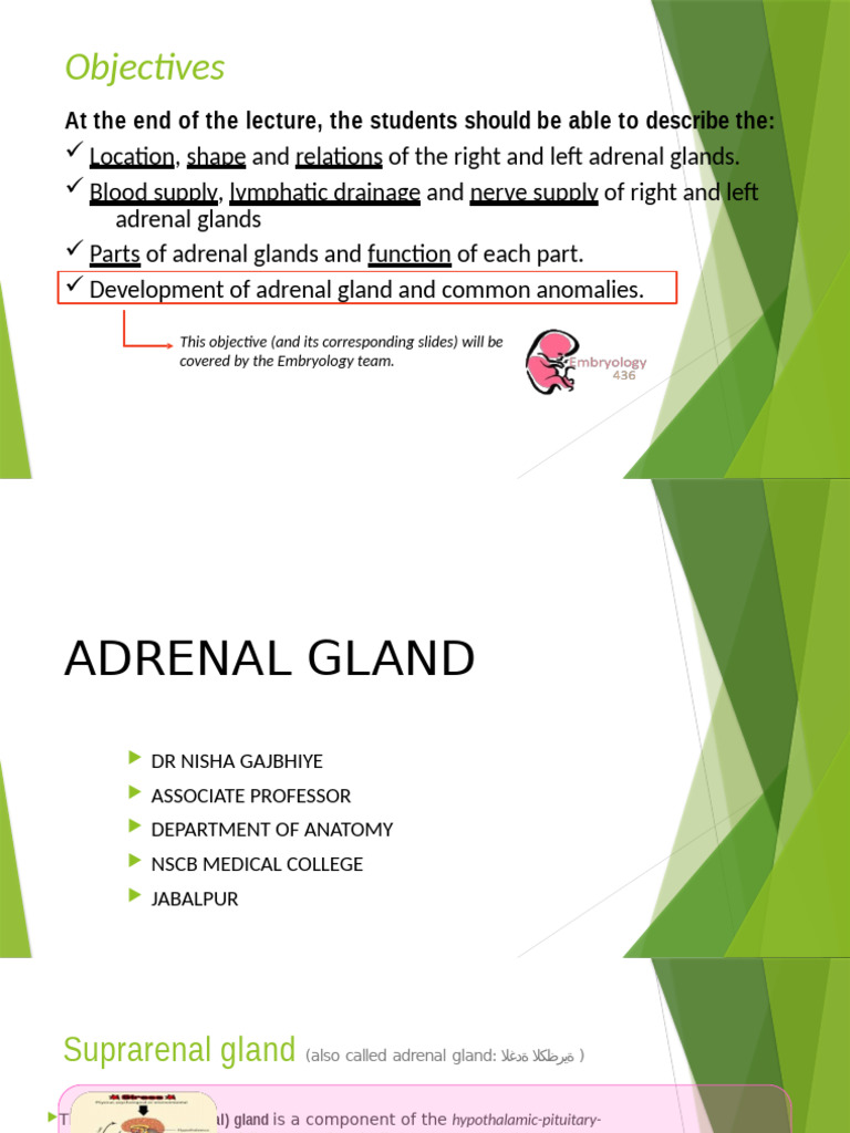 Adrenal Glands MPT PDF