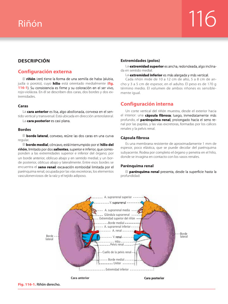 Latarjet Ruiz Liard Anatomia Humana 5a Edicion T2 Urinario Pdf