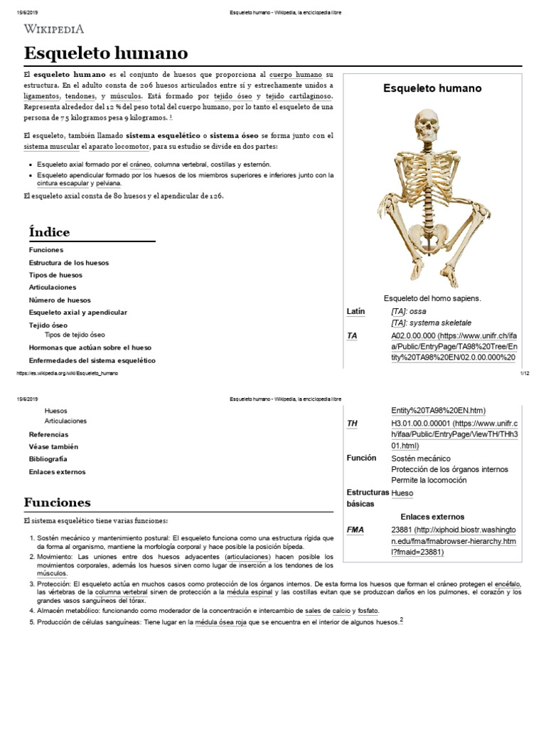 Esqueleto Humano - Wikipedia, La Enciclopedia Libre | PDF