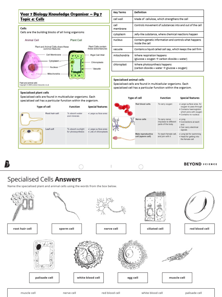 Special Cell Grizz | PDF
