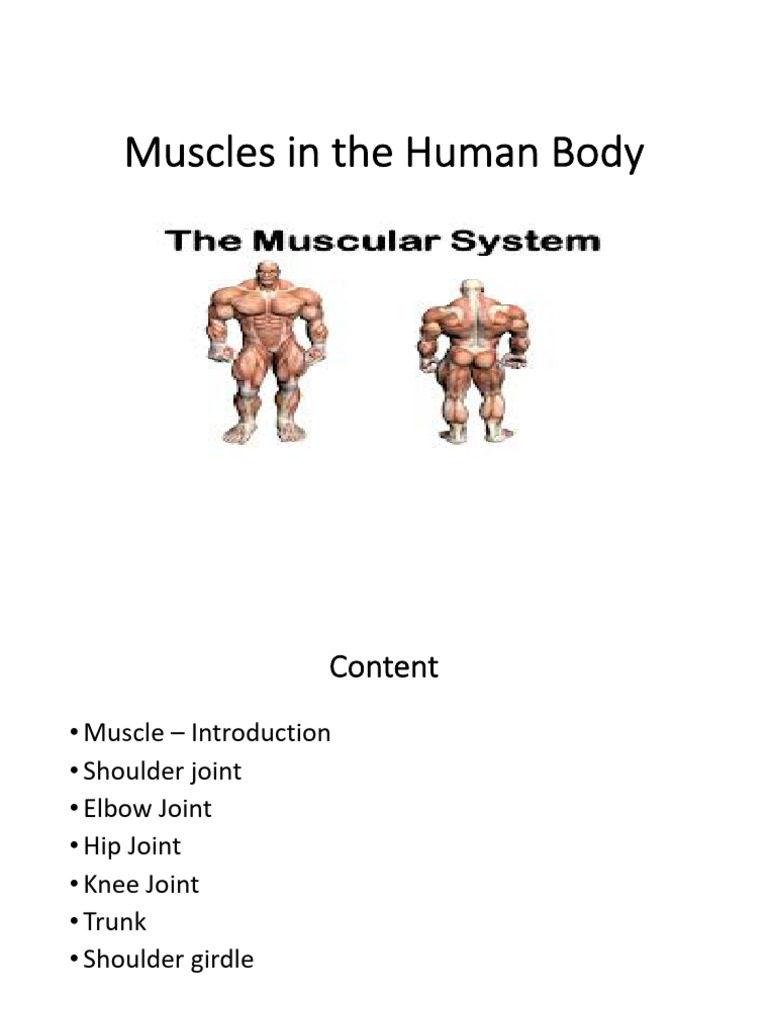Muscles | PDF