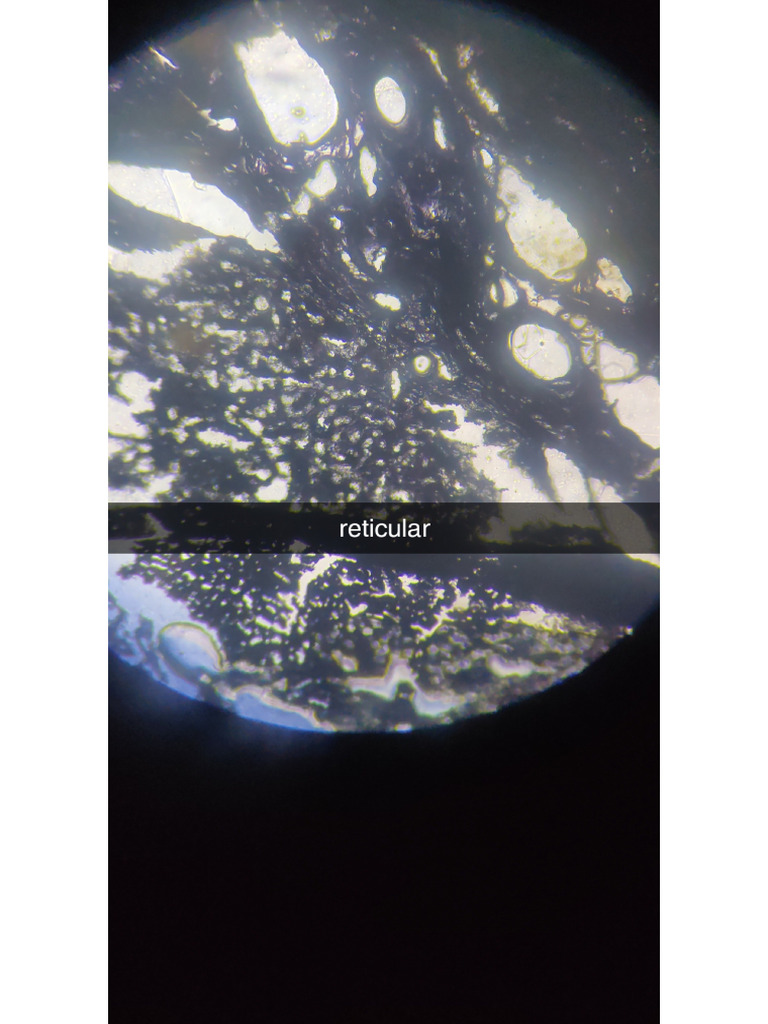 Histology Slides 2 | PDF