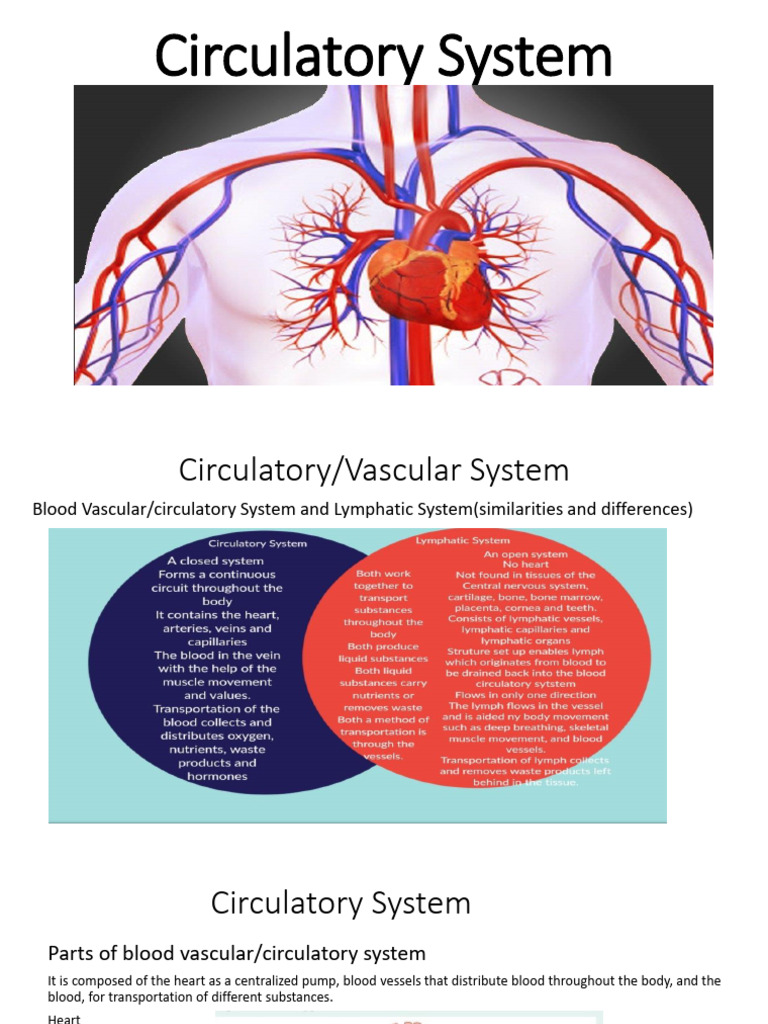 Circulatory System Presentation | PDF