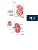 Calculos Renales Con Imagenes