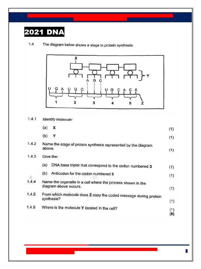 KZN Life Sciences Grade 12 P2 Revision | PDF | Genetics | Teaching ...