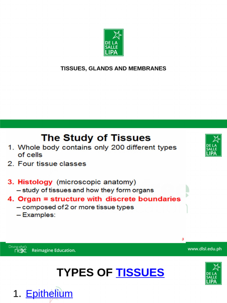Tissues Glands and Membanes | PDF