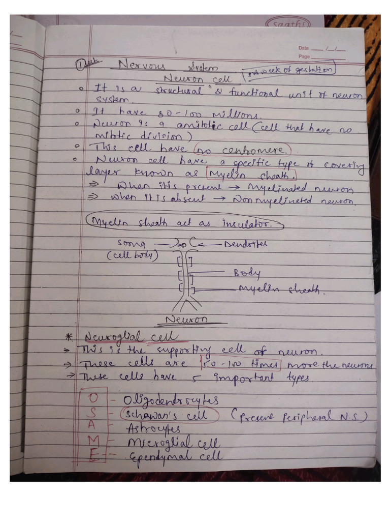 Neuron Cell Notes | PDF