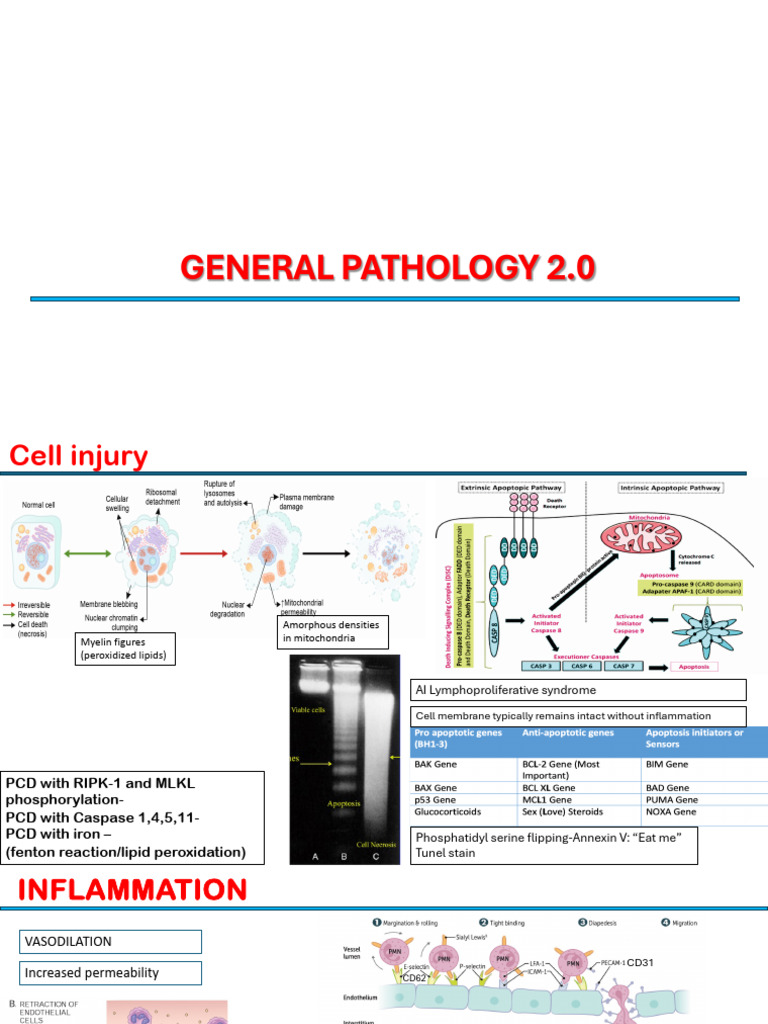 General Path 2.0 | PDF