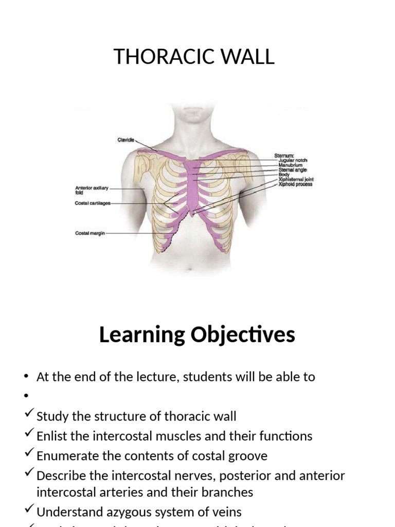 Thoracic Wall | PDF