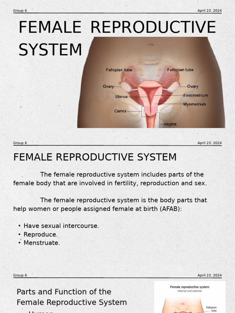 Female Reproductive System | PDF