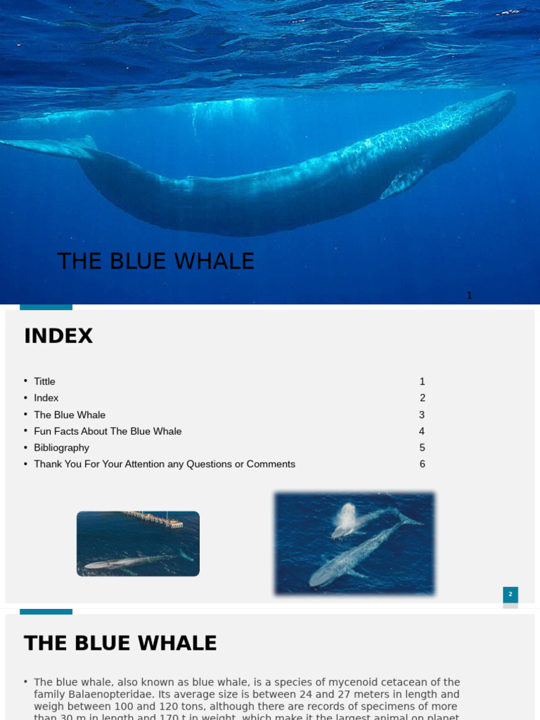 Blue Whale | PDF