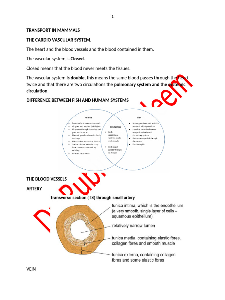 Notes Chapter 8 Transport in Mammals | PDF