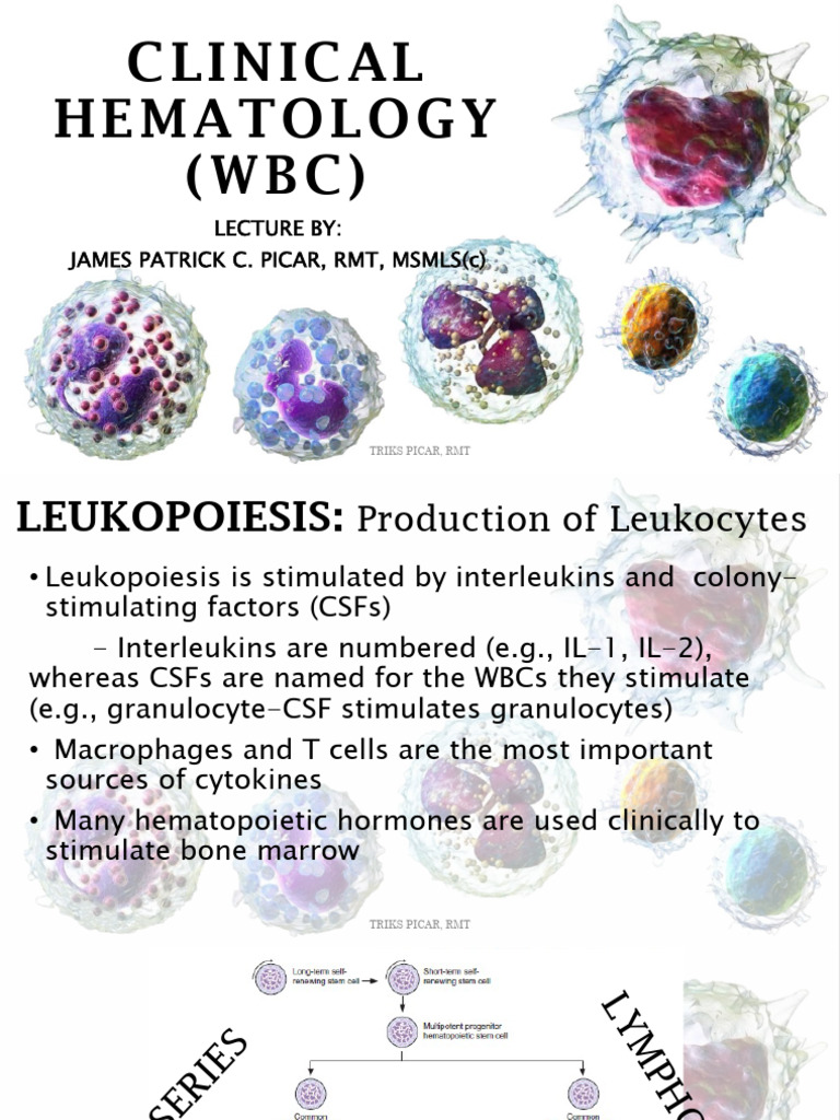 Hematology Wbc+%28in+House+Review%29 | PDF