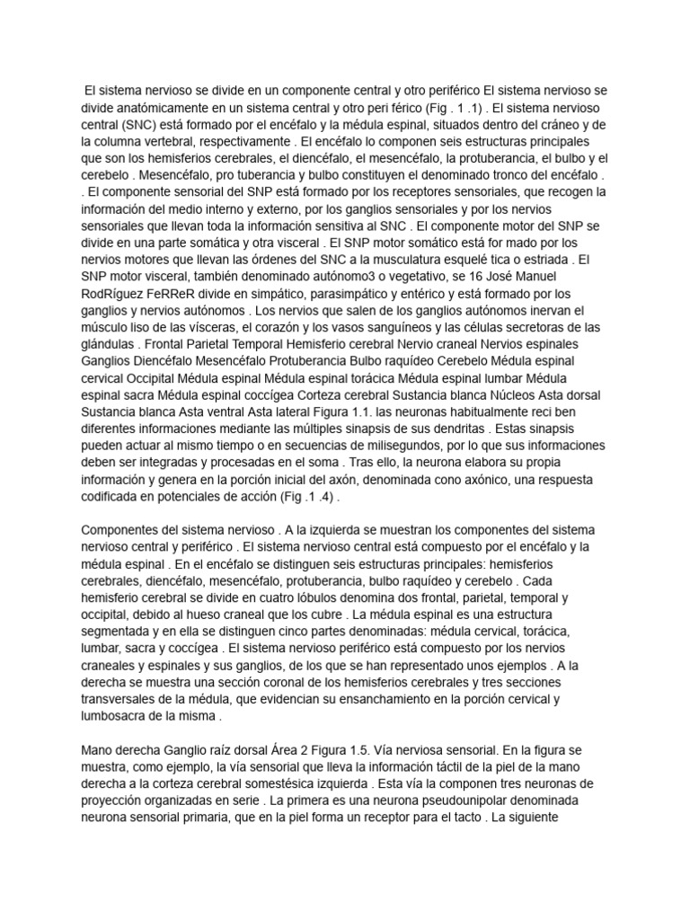 Sistema 4 Nervioso | PDF
