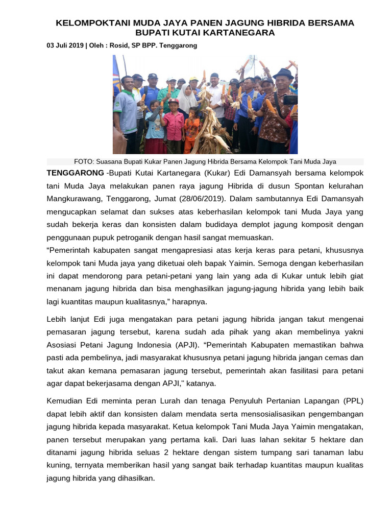 Bupati Malteng Ikut Panen Jagung Hibrida 3 Hektar dari BUMNEG Tehoru