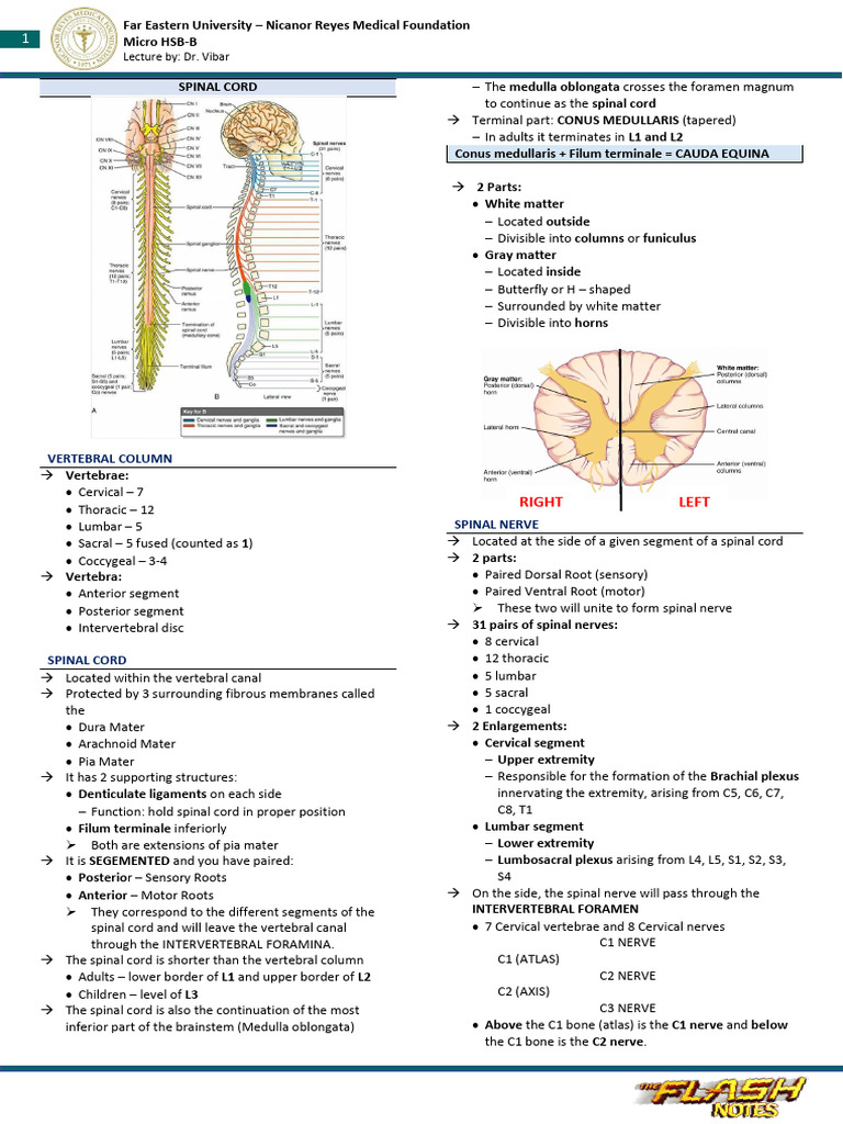 Spinal Cord and Its Lesions | PDF
