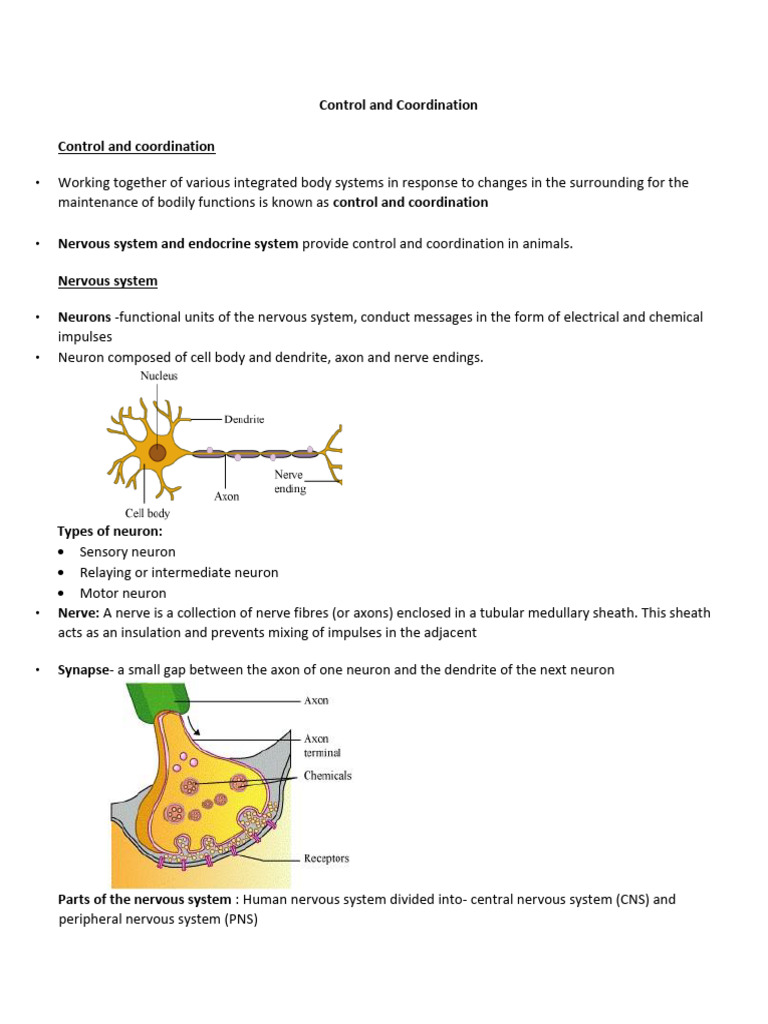 Biology Notes Control&coordination | PDF