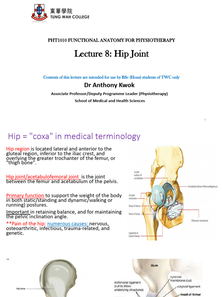 Lecture 8 Hip Joint 2023 | PDF | Hip | Human Leg