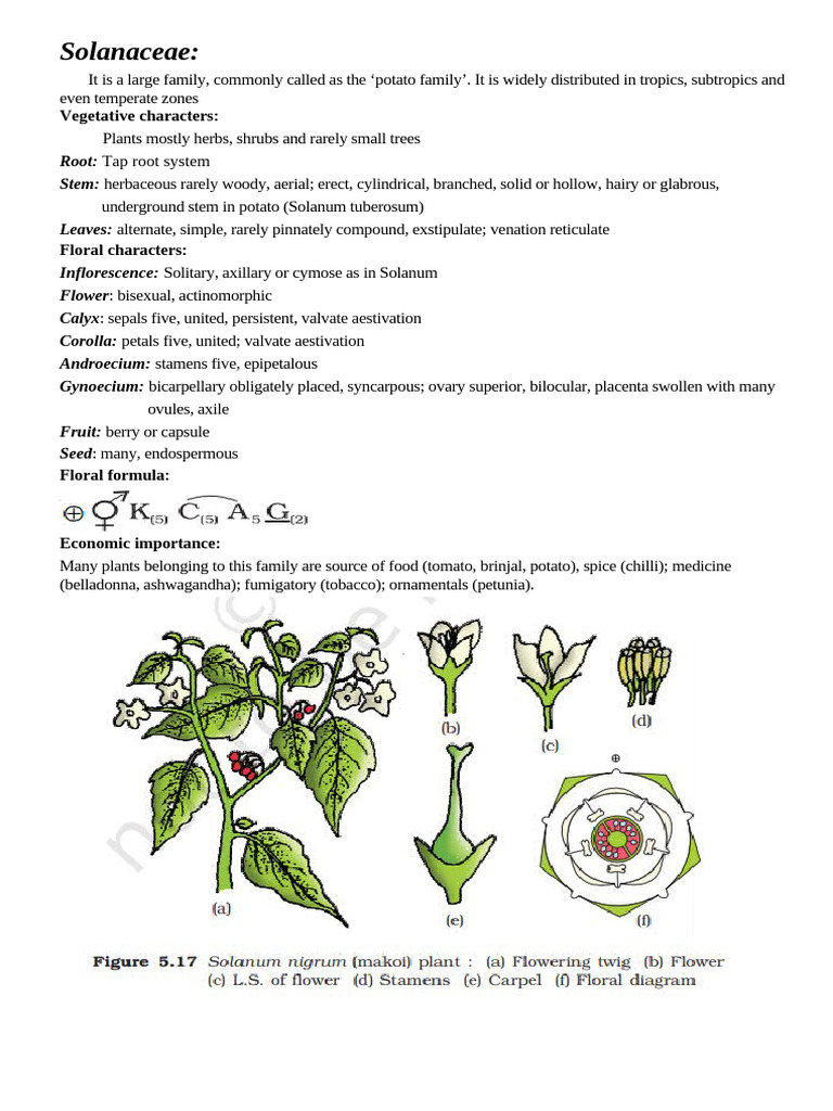 Neet 6 Families Botany | PDF