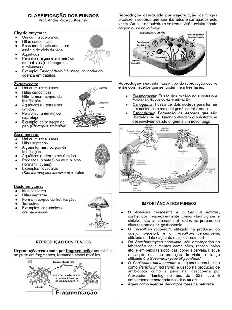 classifica-o-dos-fungos-pdf