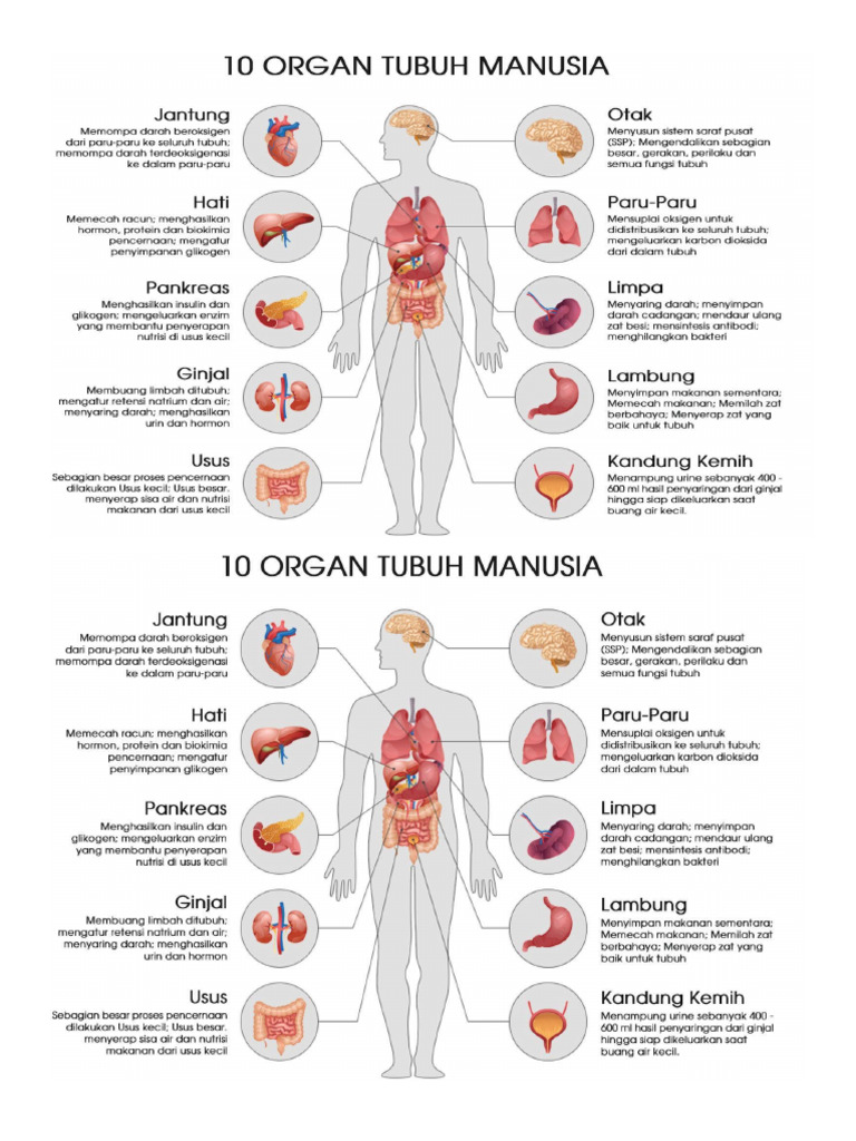 Organ Tubuh Manusia | PDF